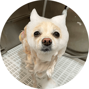 cica-shampoo_img cica-shampoo_img