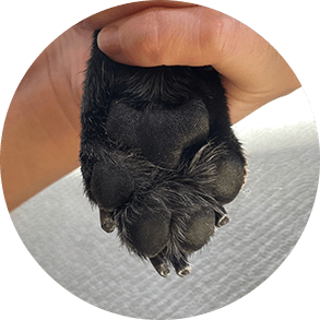 paws-img paws-img